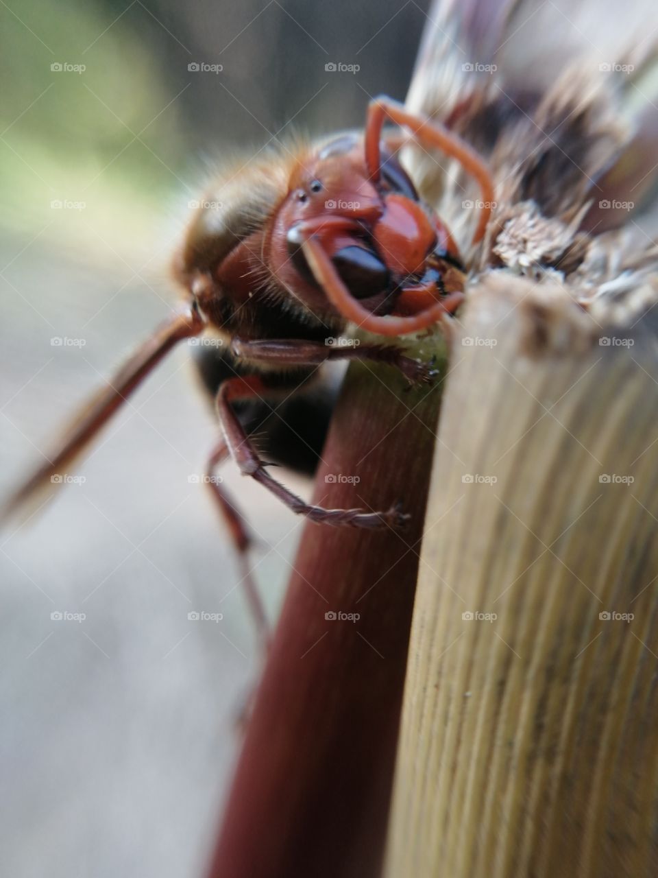 Deadly Asian hornets that can kill with just one sting. 

They're also a threat to wildlife with each one capable of killing and eating up to 50 honey bees a day.
