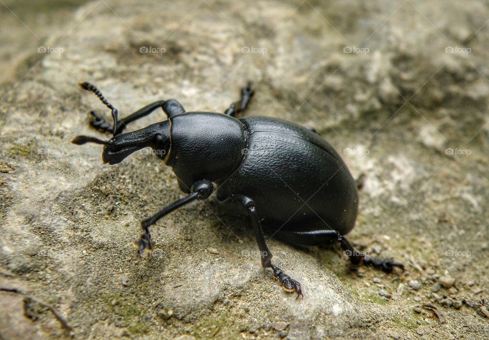 High angle view of black insect