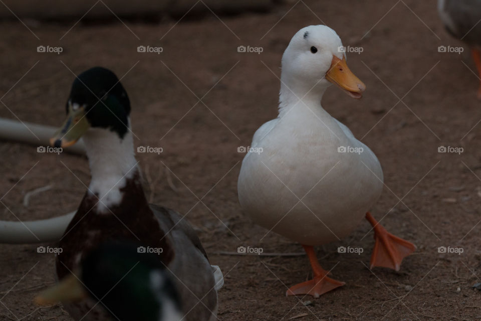 Duck, Poultry, Bird, Goose, No Person