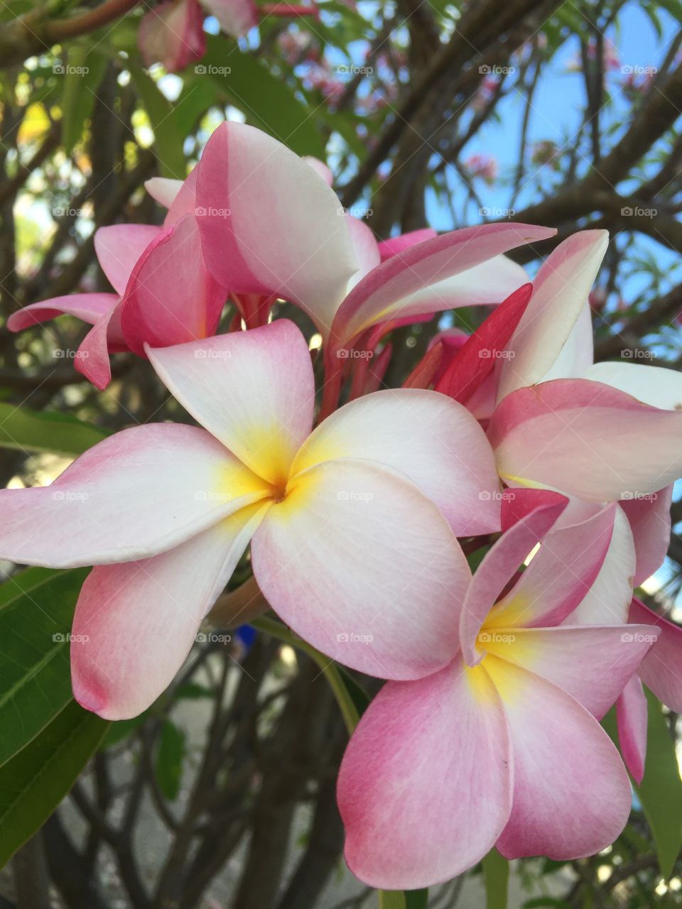 Frangipani 