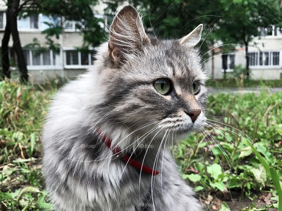 Cute grey cat in red collar on green summer grass 