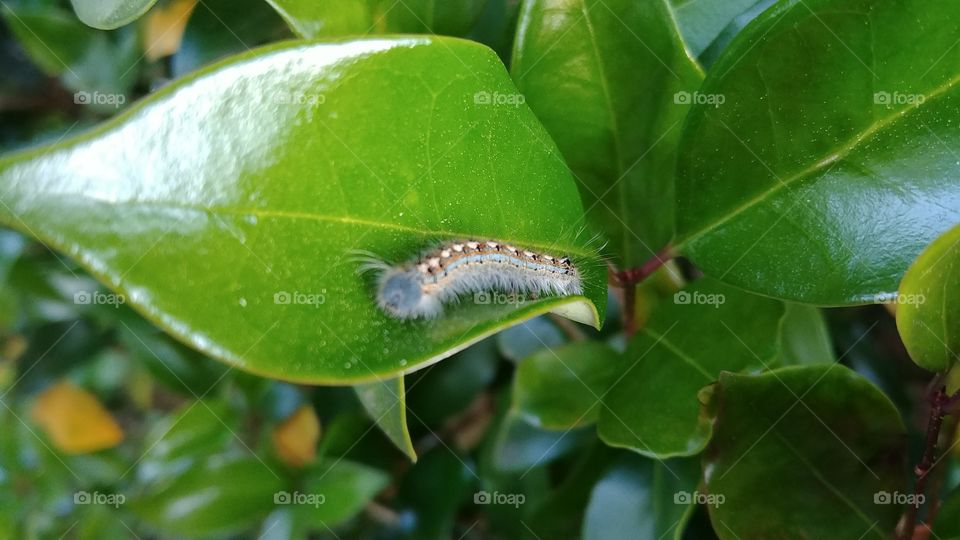 Tiny caterpillar coming out of a leaf