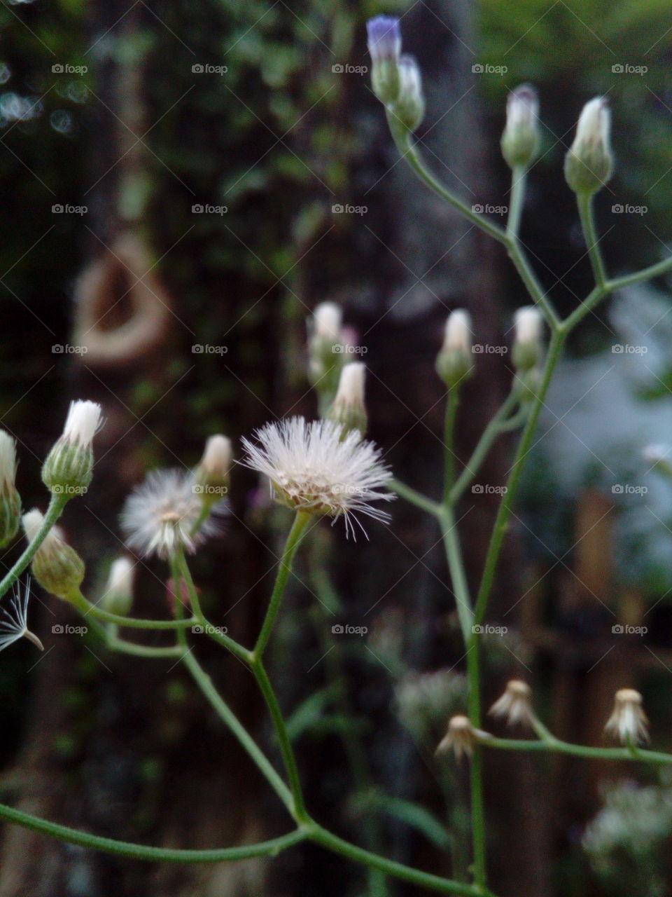 Up close flowers with tree in background