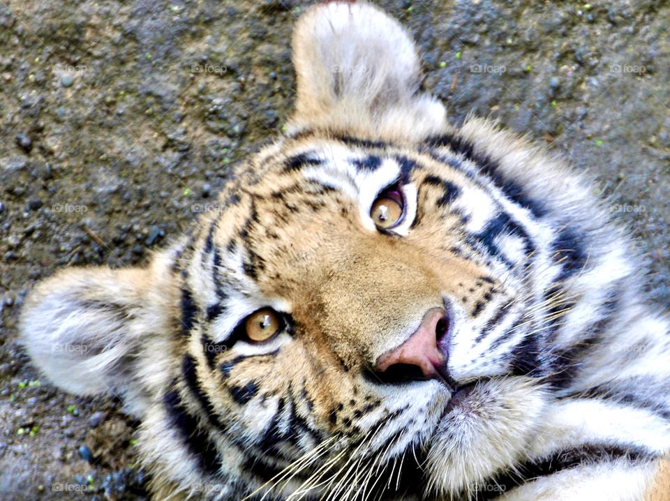 View from above, Tiger at the zoo