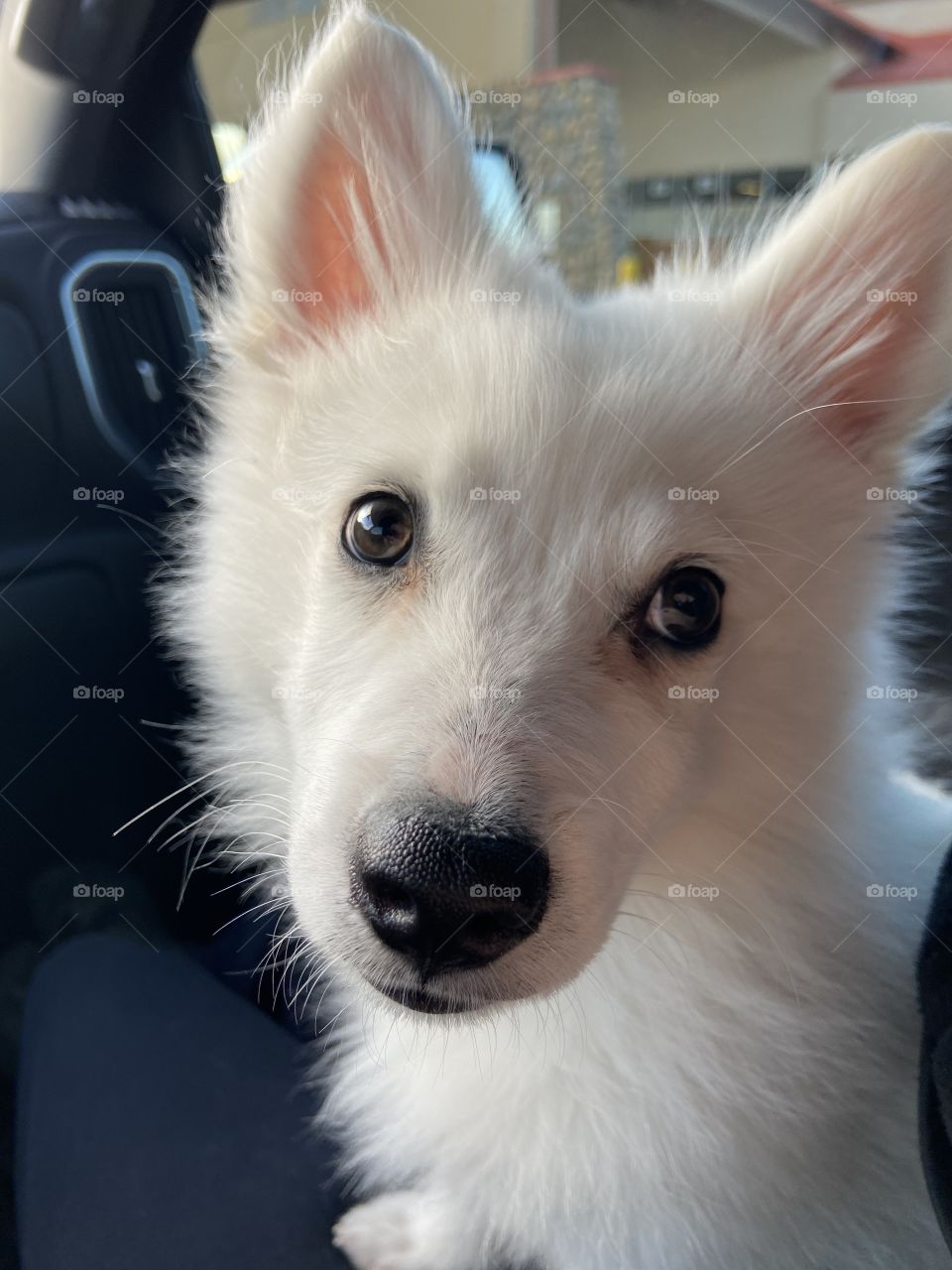 American Eskimo mix puppy 