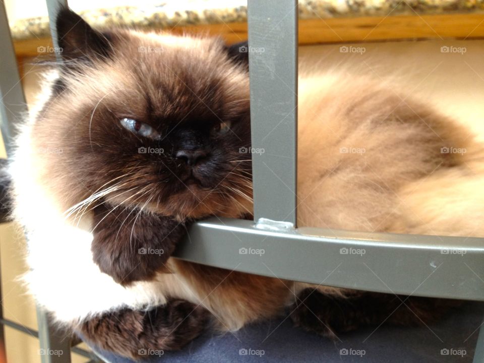 Blue eyed Himalayan cat chilling and relaxing on the bar stool during another lazy day. 