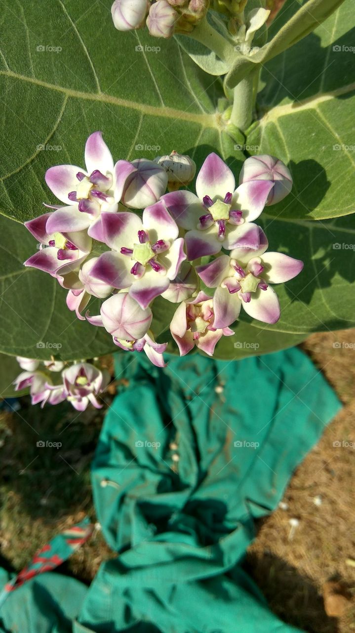 flowers of colourful