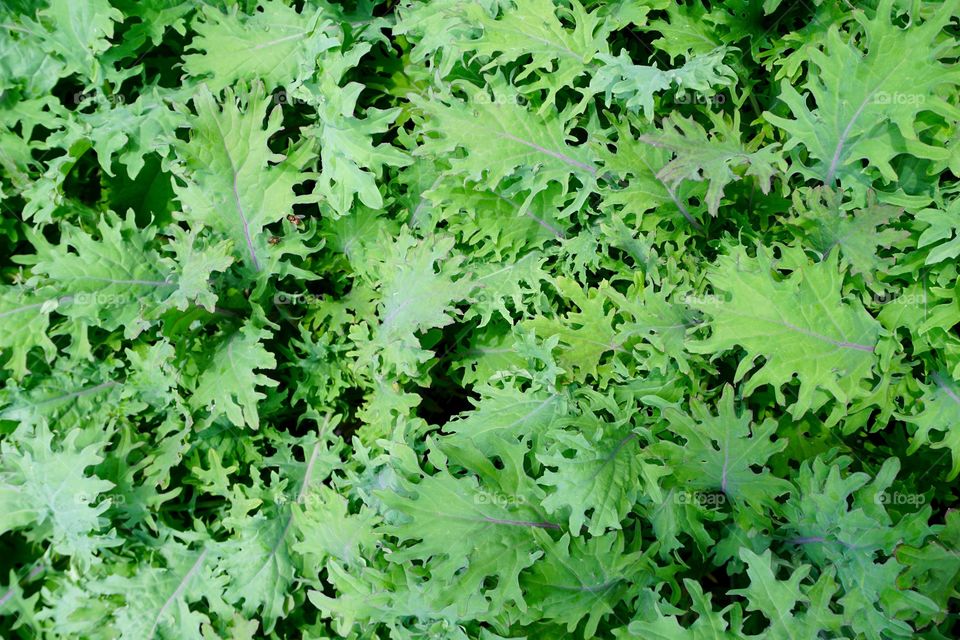 Bed of kale leaves