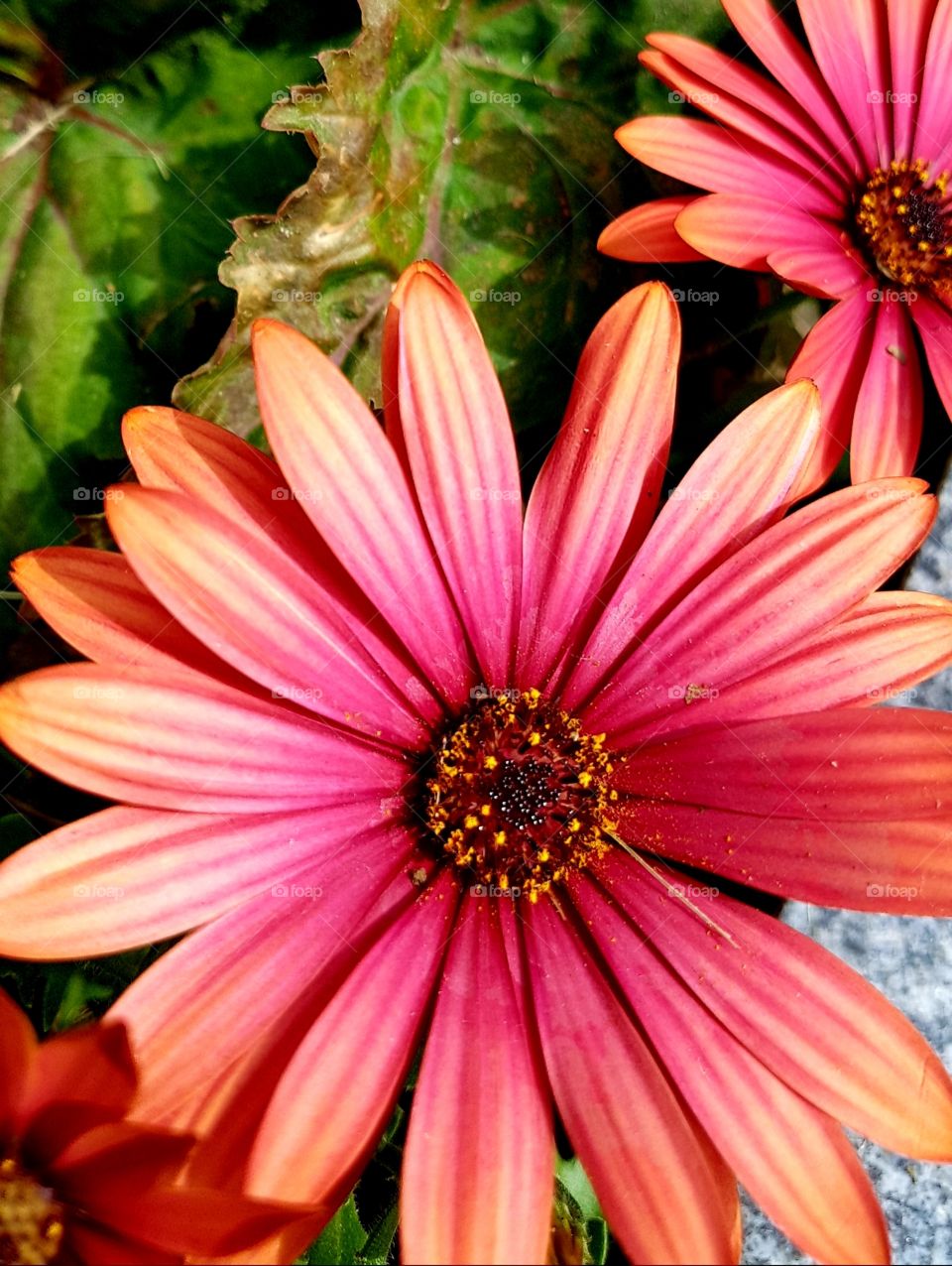 flowers in the garden