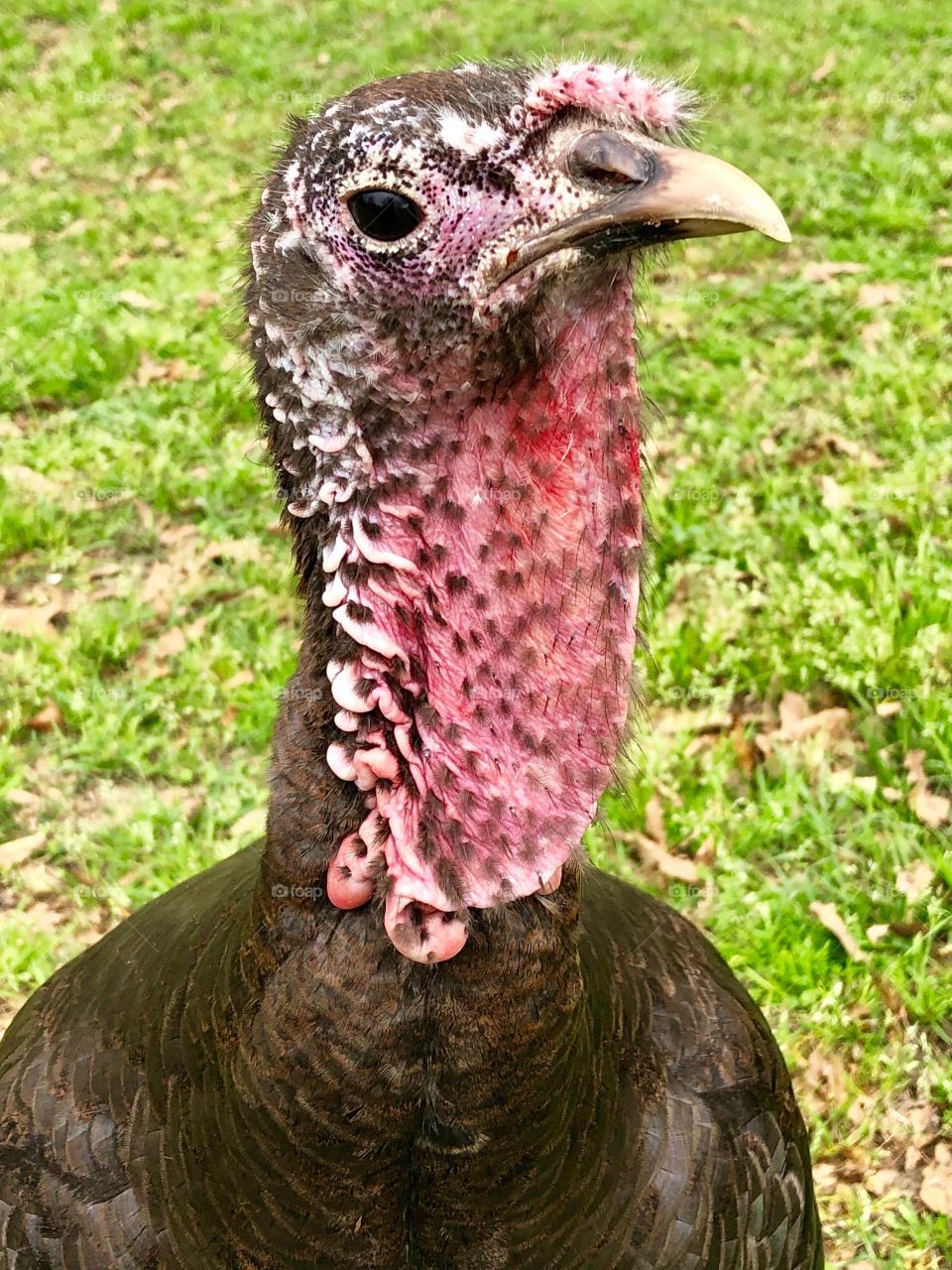 Turkey head and neck showing red