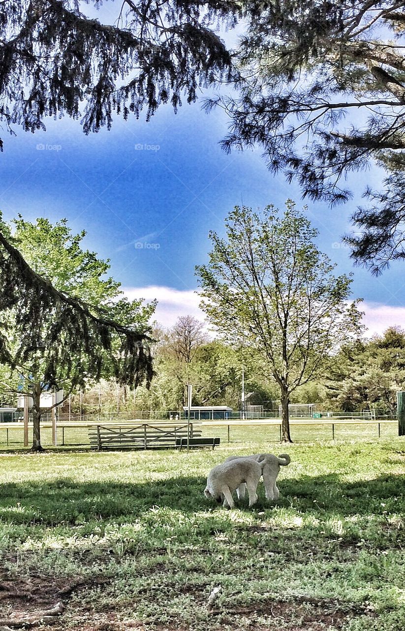 Two dogs in the park