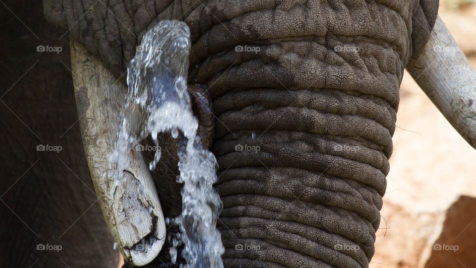 Close up look ar an African Elephant trunk. The Elephant was close enough to do some creative shots. He was playful, therefore this shot was possible.
