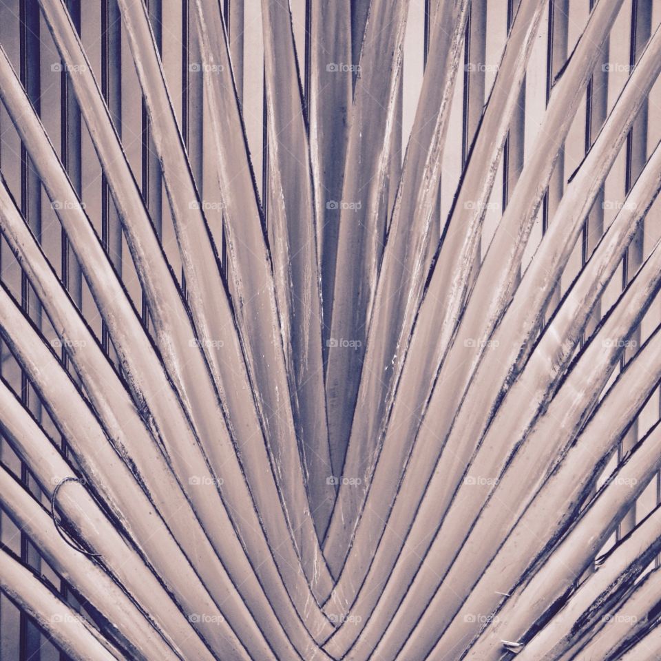 Graphic image of palm leafs . Black and White image of  palm leaves against a metallic background.