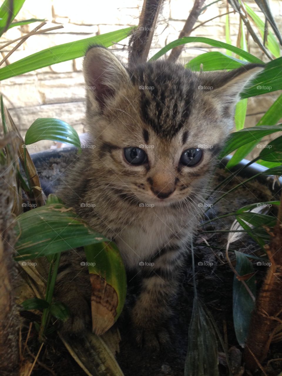 People who love cats have some of the biggest hearts around.