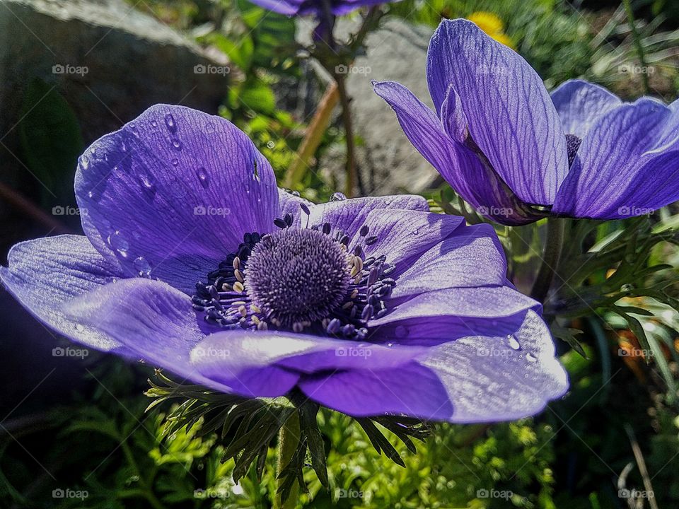 color of sрring by foaр missions,anemones, purple anemones