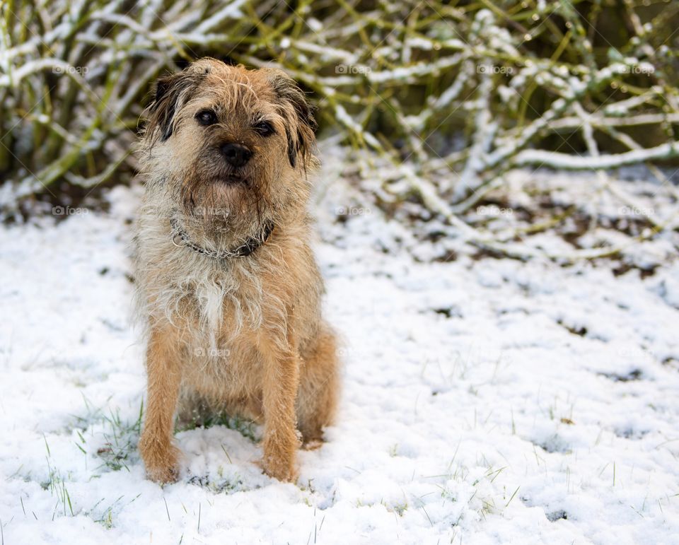 Border terrier in the snow