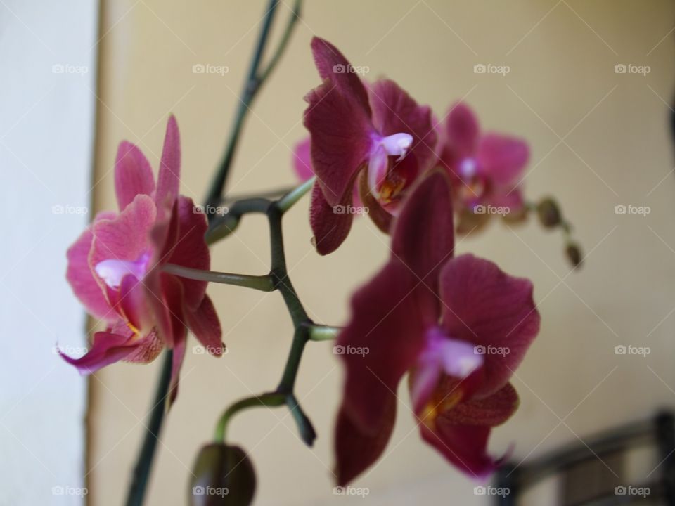 Beautiful Flowers inside festa 