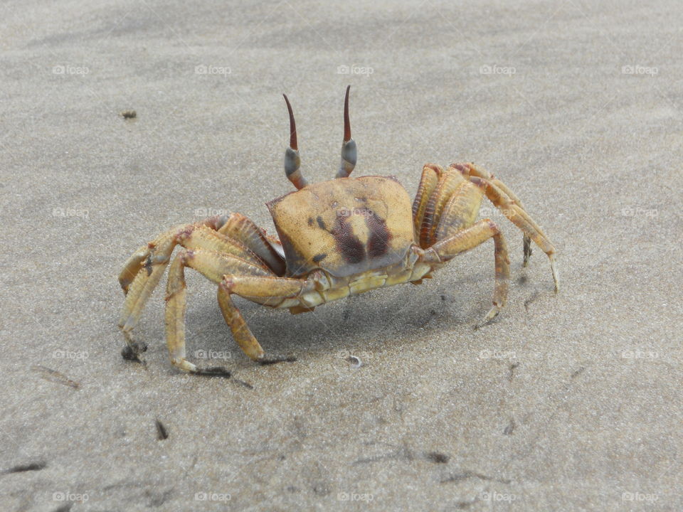 Crab In The Sand