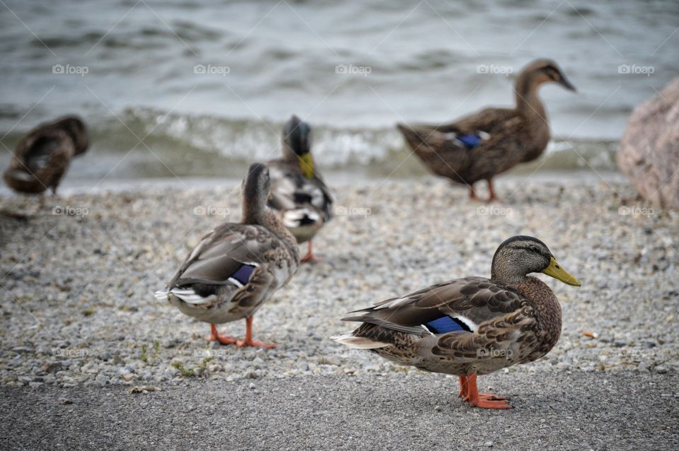 Duck...duck...nah no goose