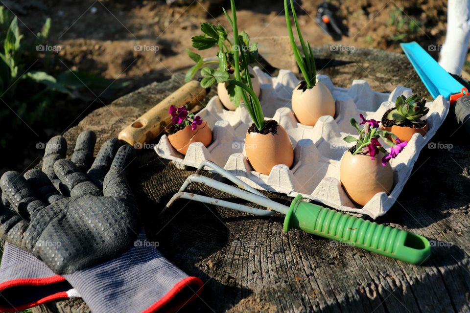 Plant Plants to Celebrate Earth Day