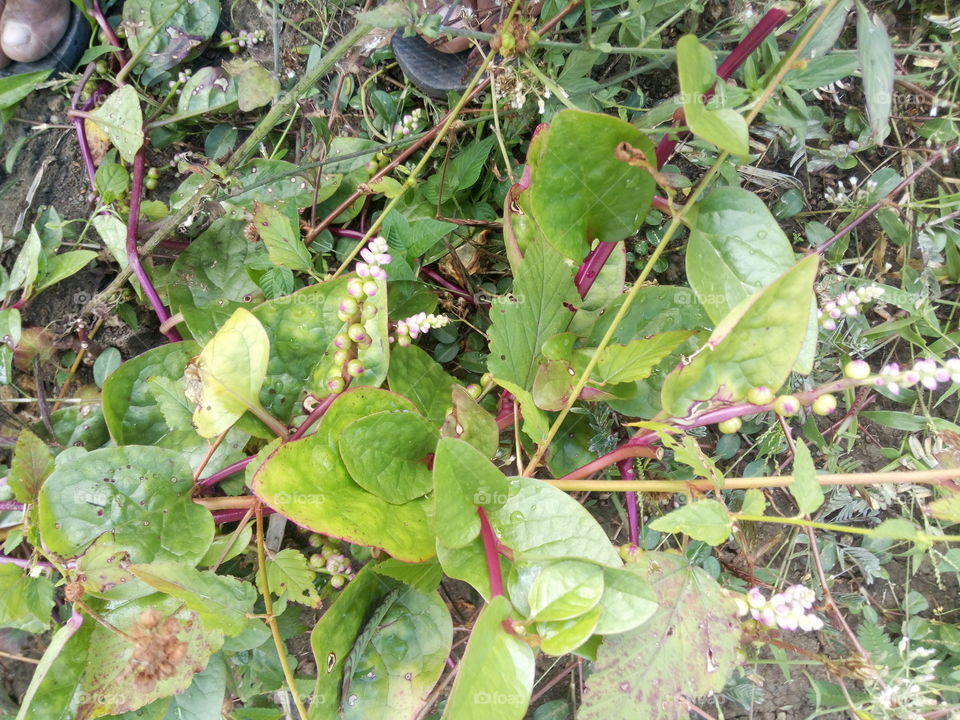 alogbate leaf for good in singigang or soup