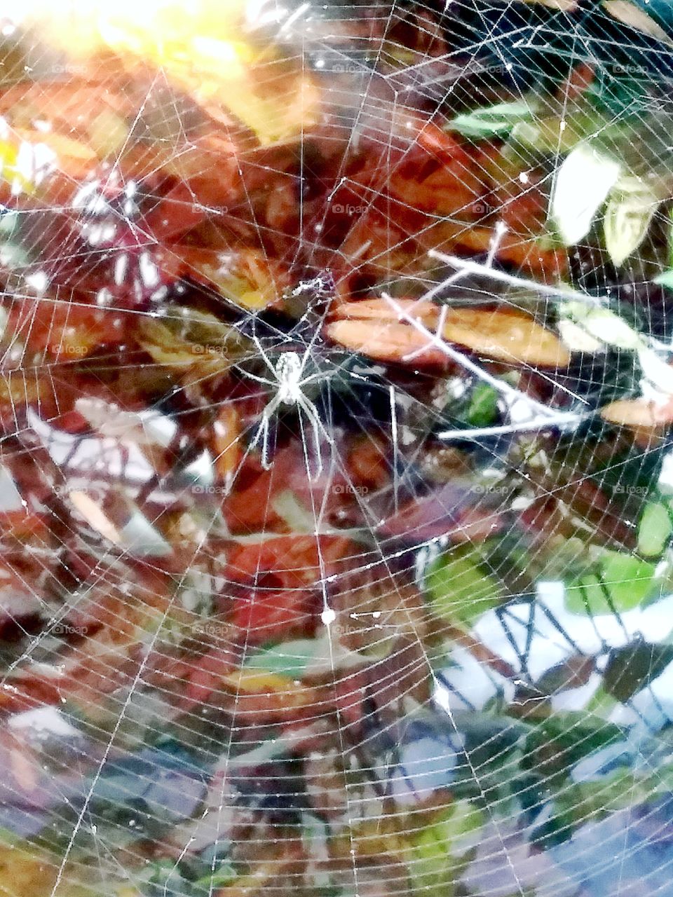 spiderweb