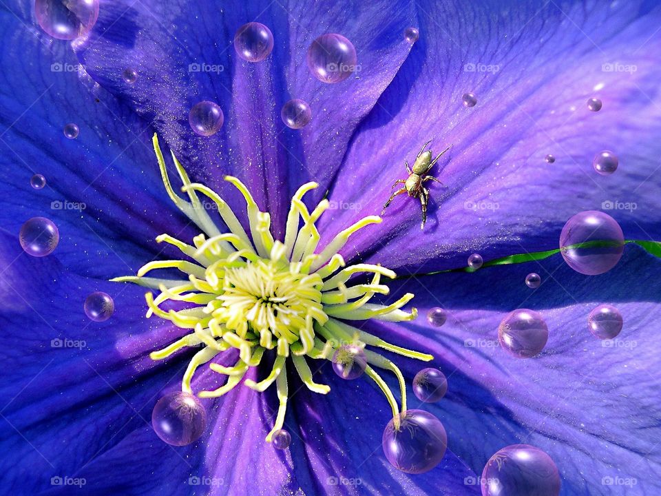 Purple flower with a little spider and some bubbles. 