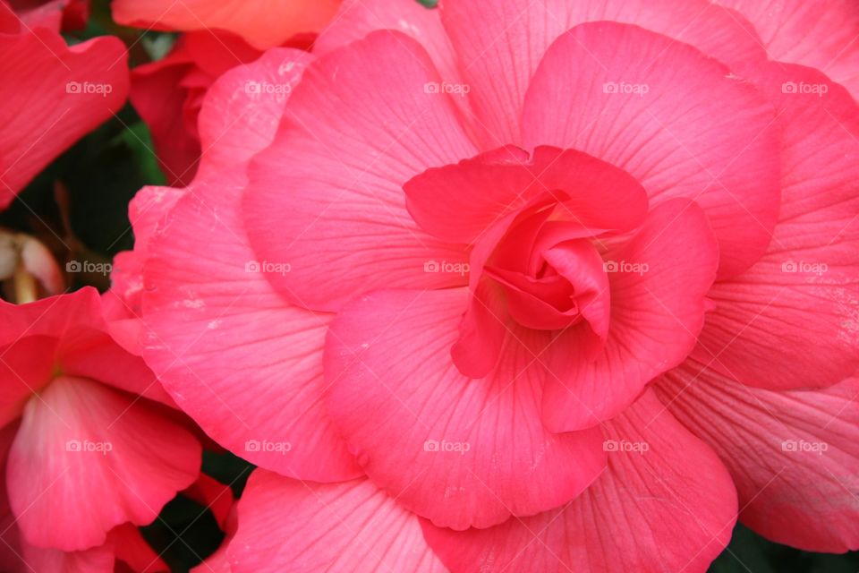 Pink flower 