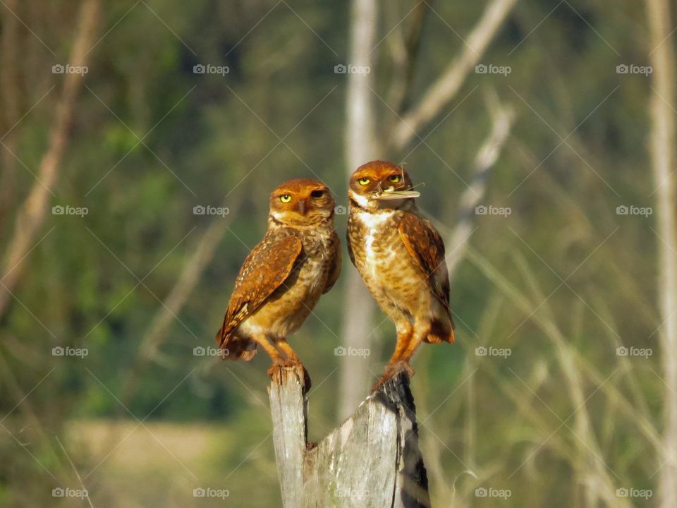 Incrível casal de corujas buraqueiras compartilhando um gafanhoto. Note que uma delas tem um dos olhos completamente preto.