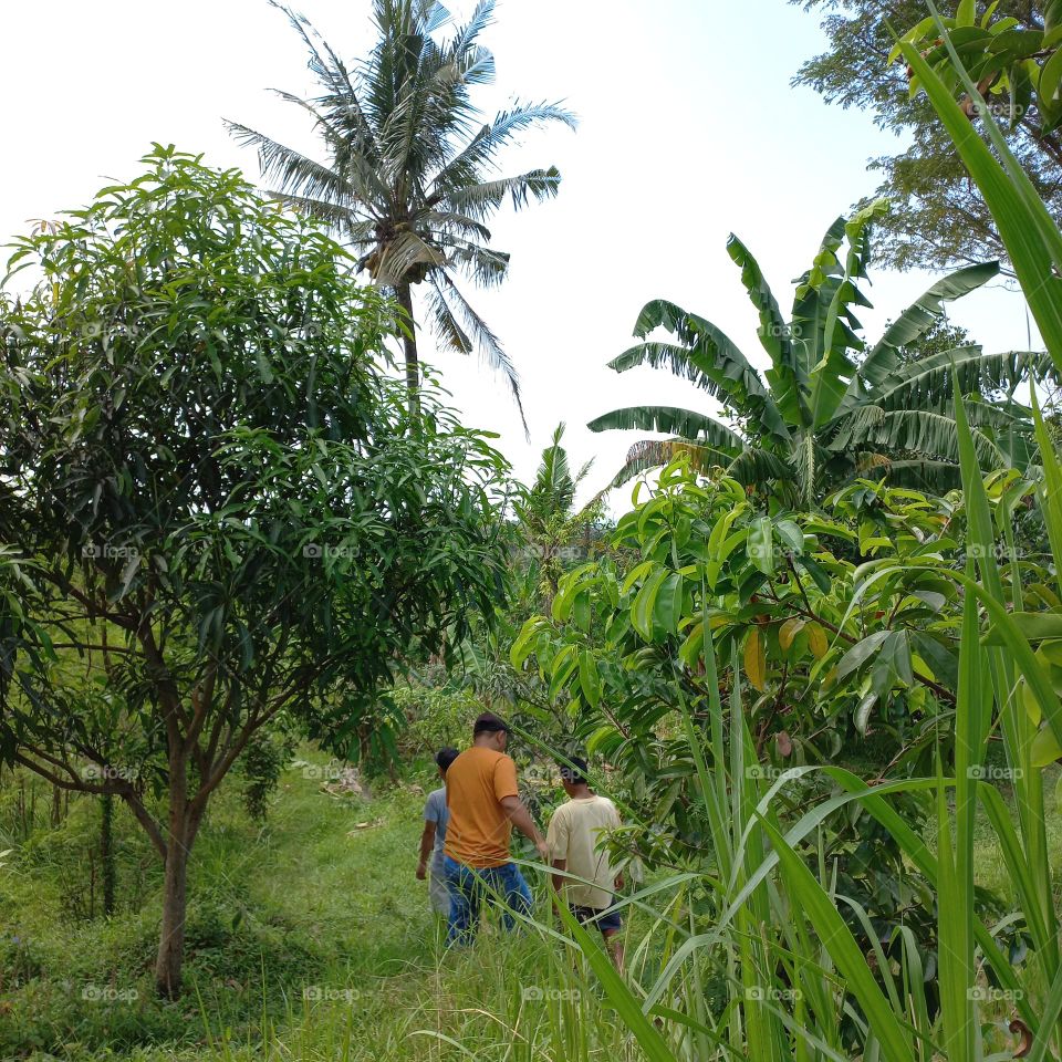 Views of rice fields with beautiful natural surroundings
