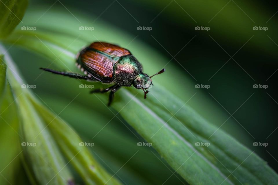 Beetle on a blade of grass