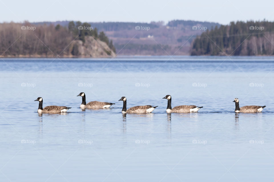 Canada geese birds swimming in the lake, kanadagäss simmar sjö 