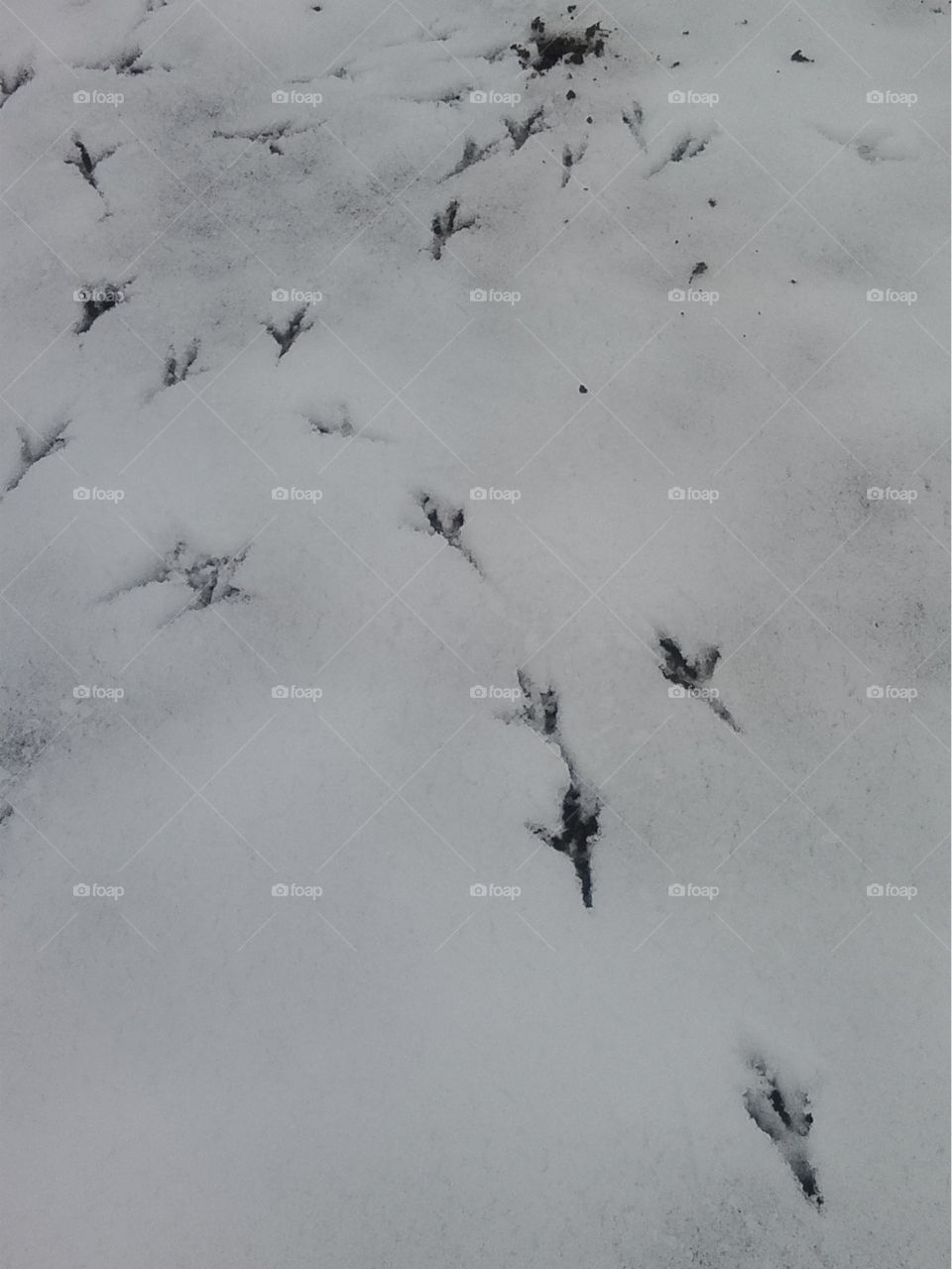 the footprints of the pheasant