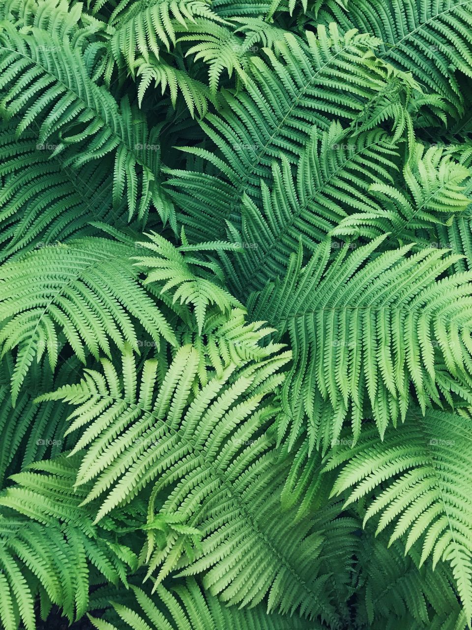 Fern, Leaf, No Person, Nature, Flora