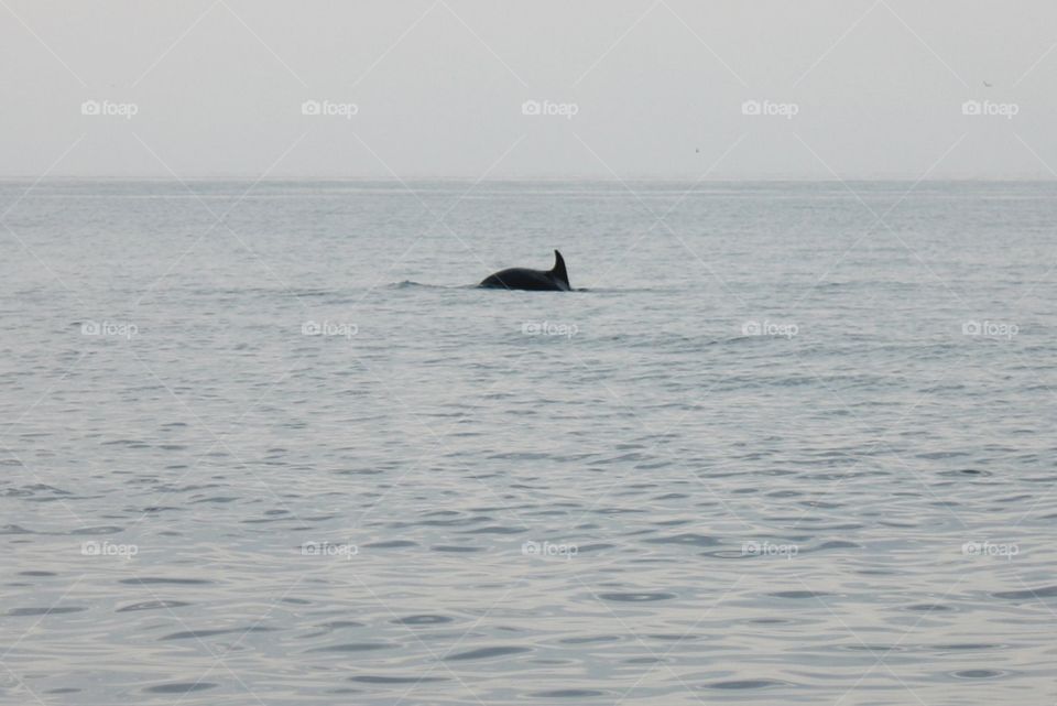 Dolphin in the sea