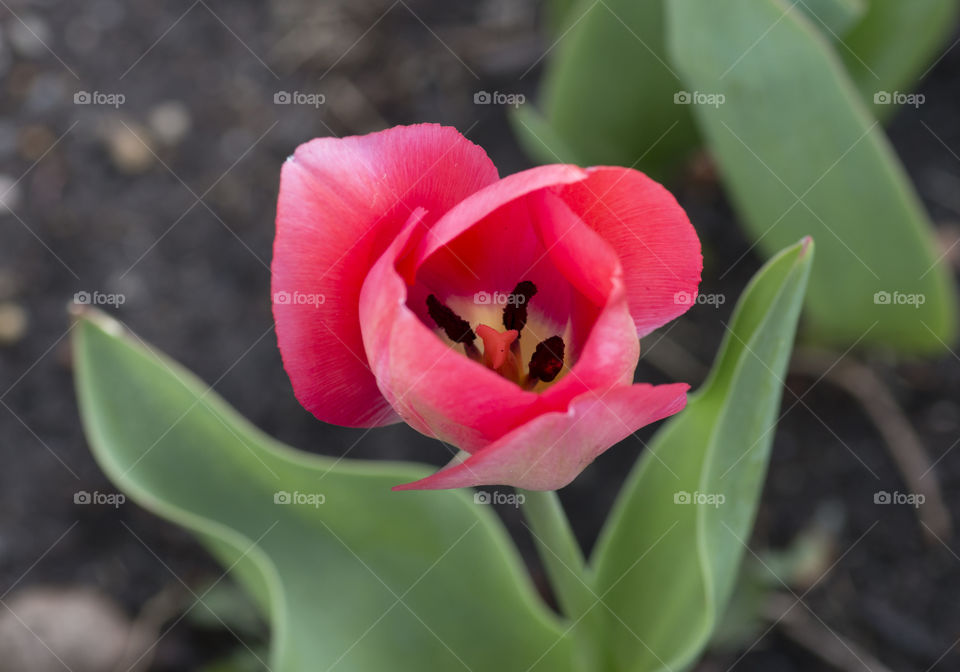 Tulip