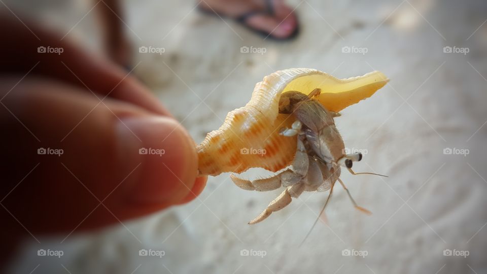 Hermit crab in Seychelles