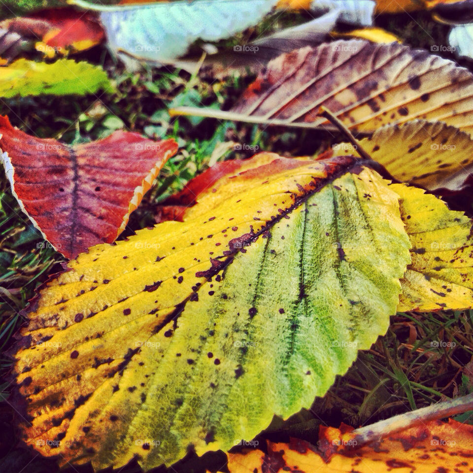 yellow united kingdom leaves fall by claudeschneider