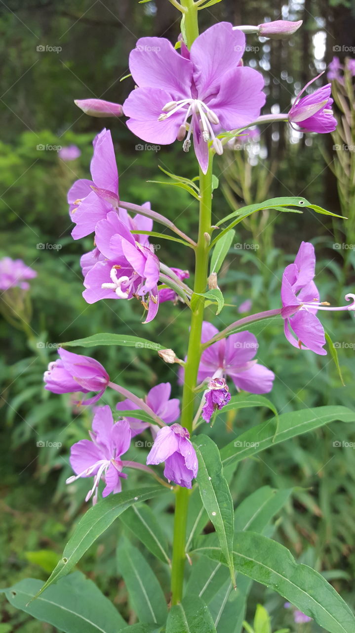 wildflowers