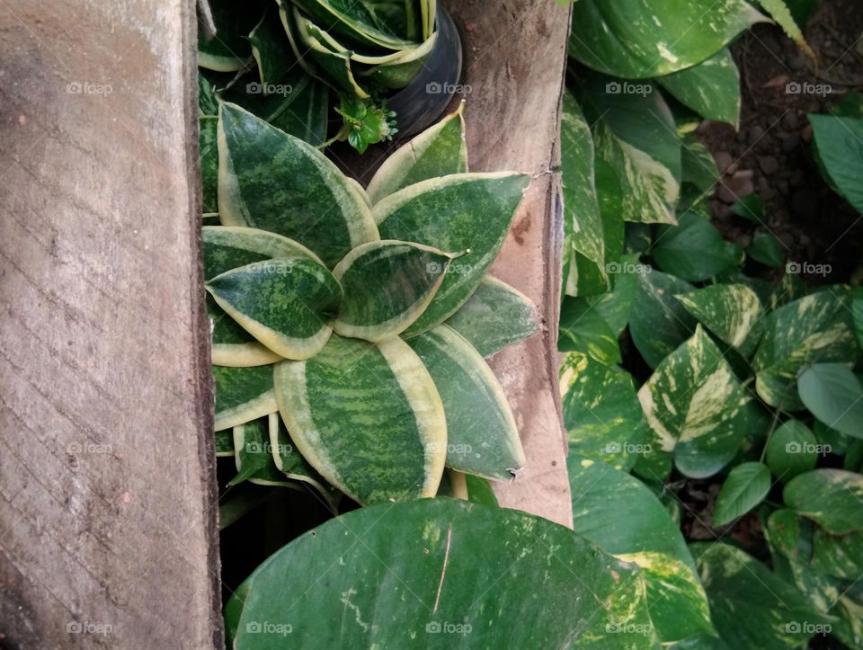 plants at the garden view