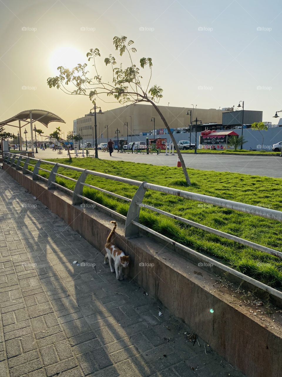 Cute cat in a Gangway she’s walked with me 