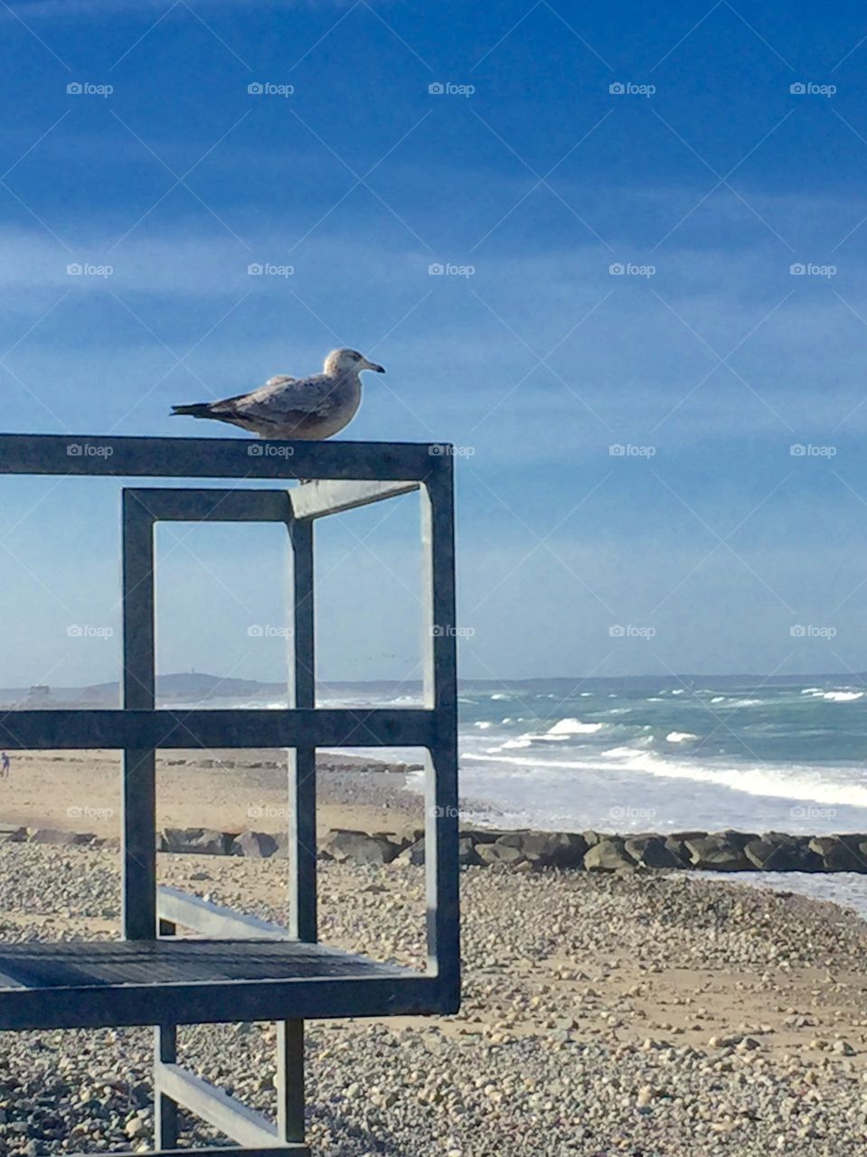 Seagull at beach