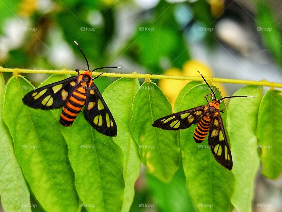 Two moth tiger hanging in the tree was capture using macro lens