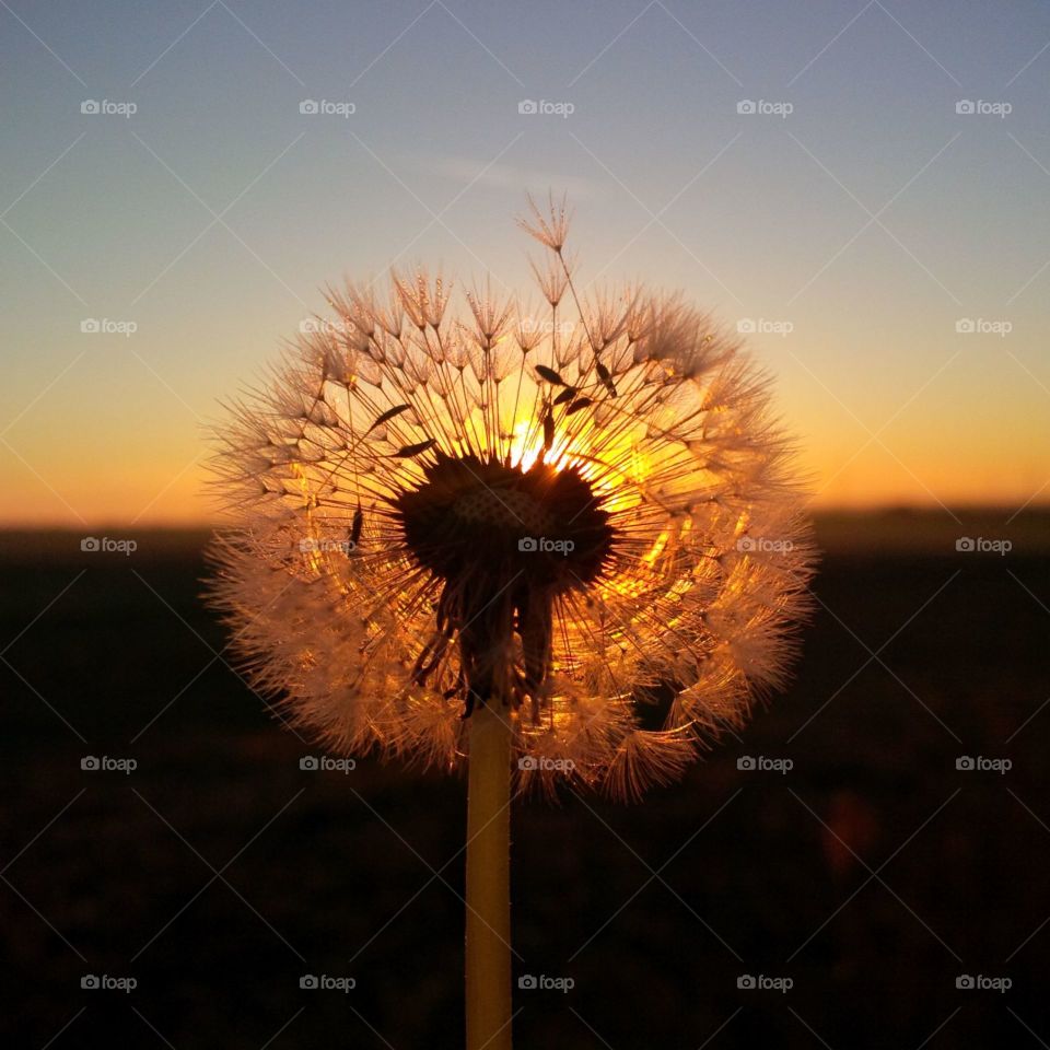 Dandelion at sunset