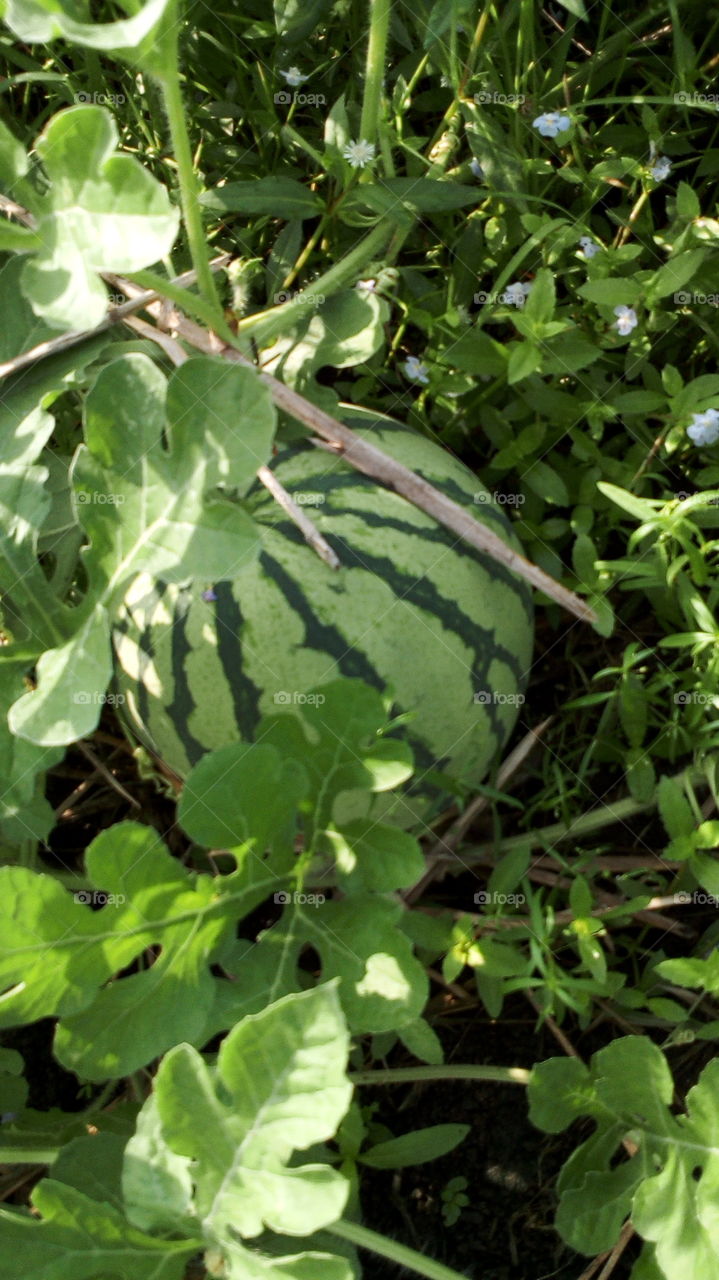 Food, Flora, Leaf, Nature, Growth