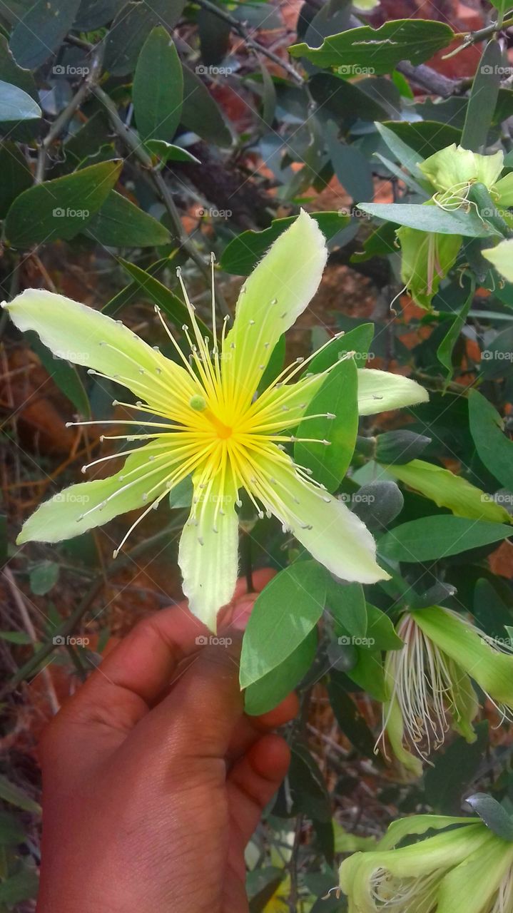 yellow colour stories