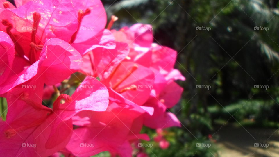 Bougainvillea is a tropical, shrub-like vine that bursts forth with colorful flowers for 11 months of the year if it's planted in the right climate.