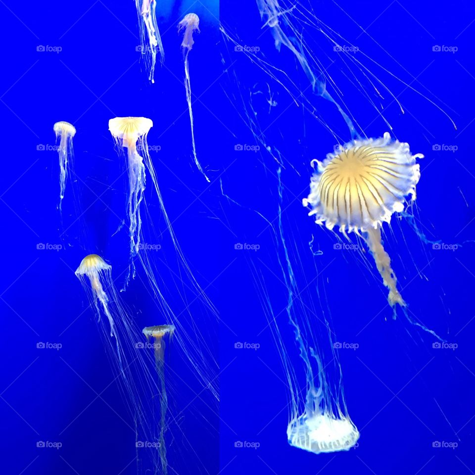 The quiet majesty of jelly fish.