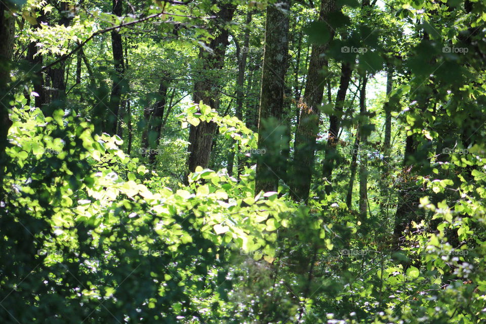 sunlit leaves