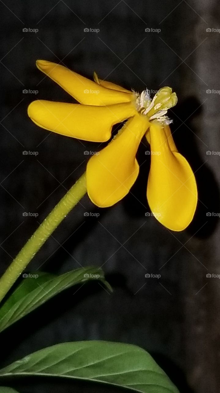 beautifully fragrant golden gardenia